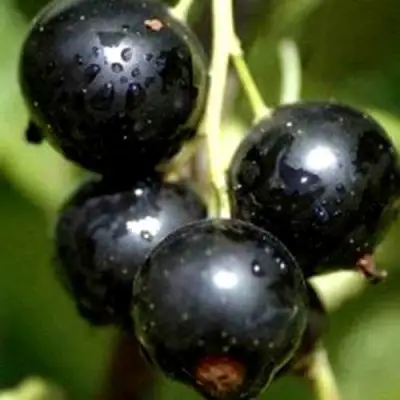 Смородина чёрная ВИНОГРАДНАЯ в Самохваловичи