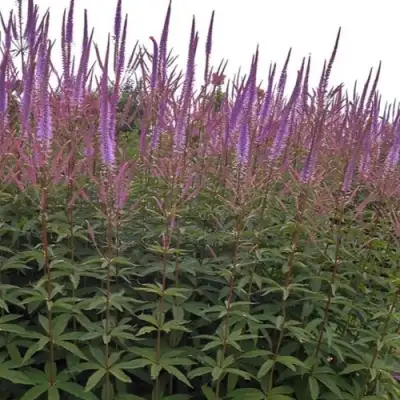 Вероникаструм ФАСЦИНЕЙШН в Самохваловичи