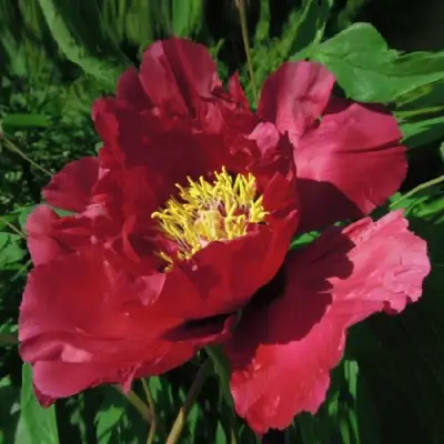 Пион КРАСНЫЙ ЛОТОС древовидный в Самохваловичи