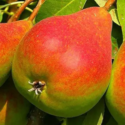 Груша ГЕРА в Самохваловичи