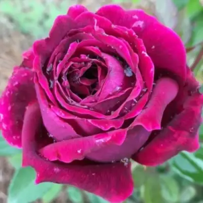 Роза РОЯЛ ПАЛАС японская в Самохваловичи