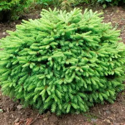 Ель НИДИФОРМИС обыкновенная в Самохваловичи