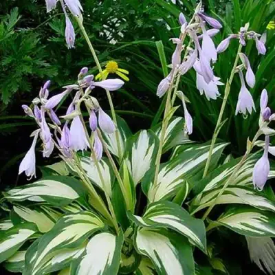 Хоста КРИСМАС КЭНДИ гибридная в Самохваловичи