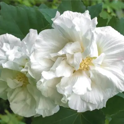 Гибискус АДМИРАЛ ДЕВЕЙ сирийский в Самохваловичи