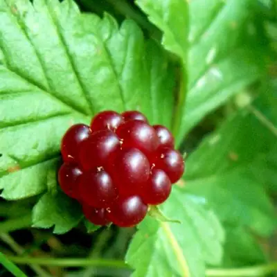 Княженика ЭЛПЕ в Самохваловичи