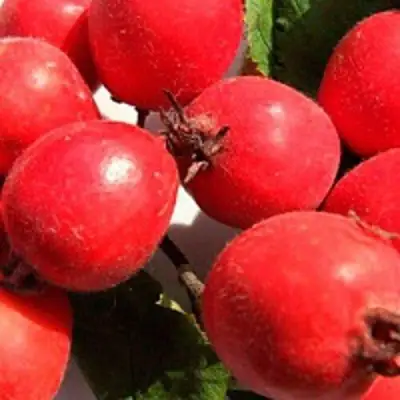 Боярышник КРУПНОПЛОДНЫЙ в Самохваловичи