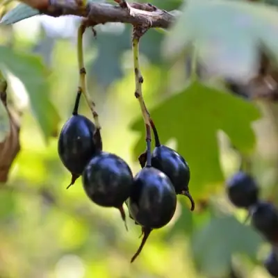 Смородина золотистая ДУСТЛИК в Самохваловичи