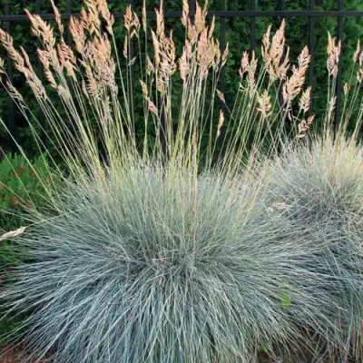 Овсянница ЭЛАЙДЖА БЛЮ в Самохваловичи