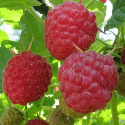 Малина НОВОСТЬ КУЗЬМИНА в Самохваловичи