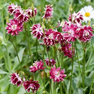 Аквилегия БАРЛОУ НОРА гибрид МакКаны в Самохваловичи