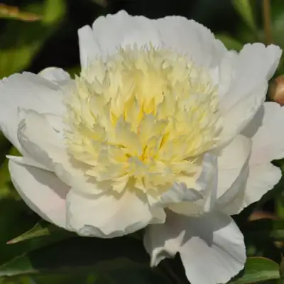 Пион ЗОЛОТАЯ ШПИЛЬКА травянистый в Самохваловичи