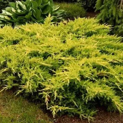 Можжевельник МОРДИГАН ГОЛД средний в Самохваловичи