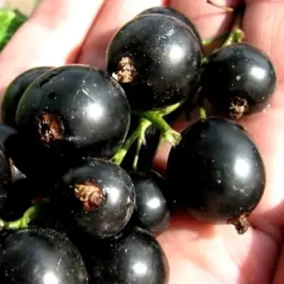 Смородина чёрная ЧЕРЕШНЁВАЯ в Самохваловичи