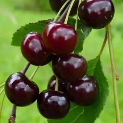 Вишня ЛАСУХА в Самохваловичи