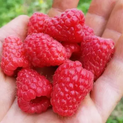 Малина ТУЛАМИН в Самохваловичи