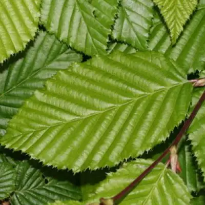 Граб японский в Самохваловичи