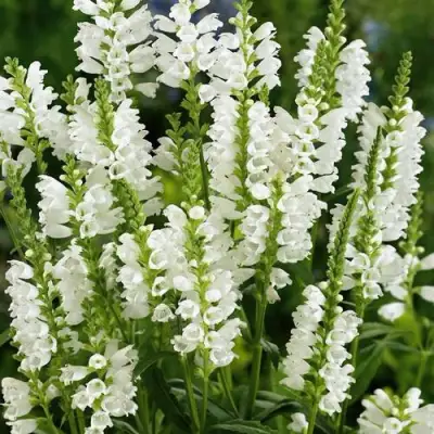 Физостегия АЛЬБА виргинская в Самохваловичи