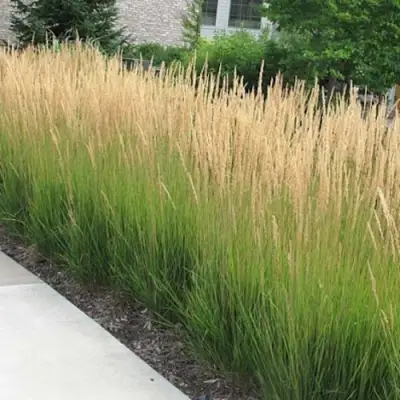 Вейник КАРЛ ФОРСТЕР остроцветковый в Самохваловичи