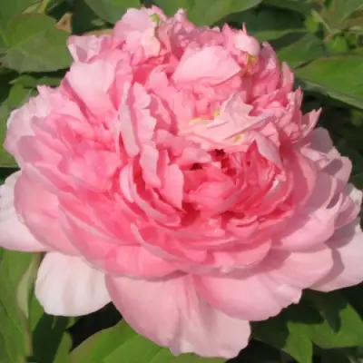 Пион ИМПЕРАТОРСКАЯ НАЛОЖНИЦА древовидный в Самохваловичи