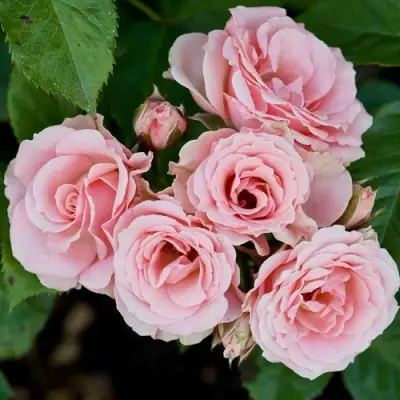 Роза КЛАССИК ЛИДИЯ спрей в Самохваловичи