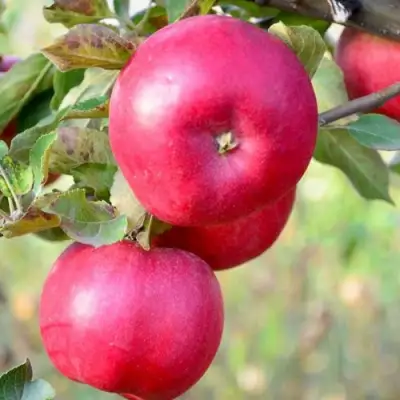 Яблоня АЙДАРЕД в Самохваловичи