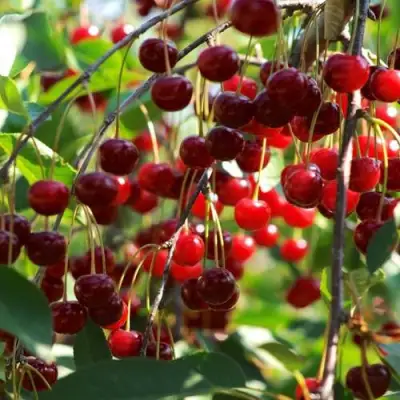 Вишня БРУСНИЦЫНА степная в Самохваловичи
