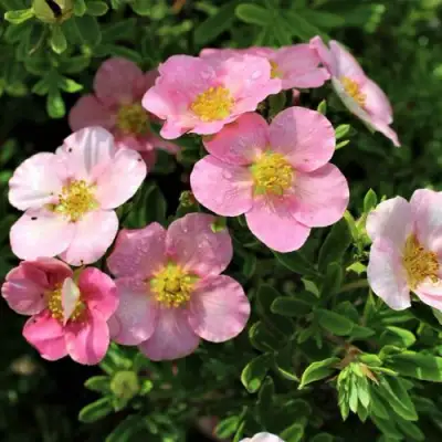 Лапчатка ЛАВЛИ ПИНК кустарниковая в Самохваловичи