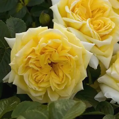 Роза НАДЯ МЕЙДИЛАНД почвопокровная в Самохваловичи