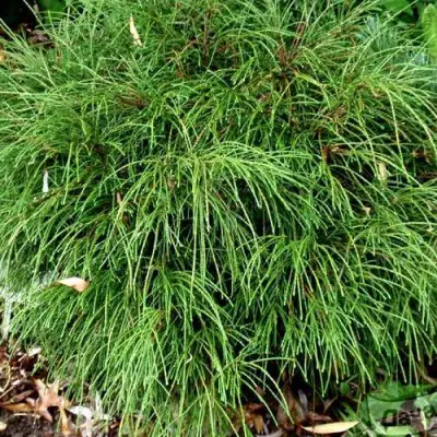 Туя ВИПКОРД складчатая в Самохваловичи