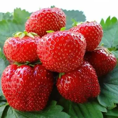 Клубника ВИМА ЗАНТА в Самохваловичи