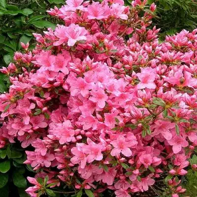 Азалия РОКОКО японская в Самохваловичи