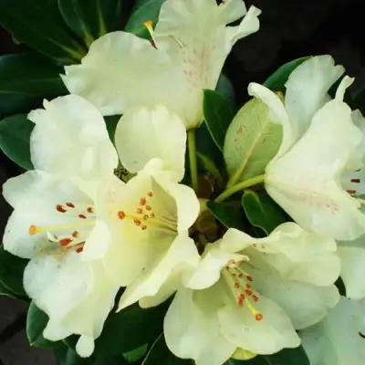 Рододендрон ГОЛДКРОН в Самохваловичи