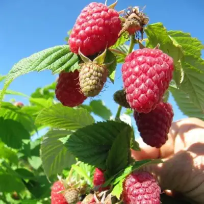 Малина ЕВРАЗИЯ в Самохваловичи