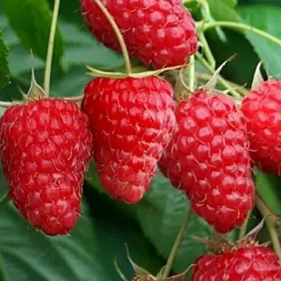 Малина КАСКАД ДЕЛАЙТ в Самохваловичи