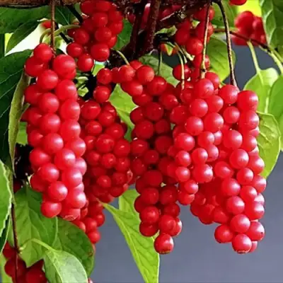 Лимонник САДОВЫЙ 1 китайский  в Самохваловичи