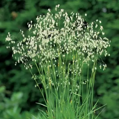 Трясунка средняя в Самохваловичи