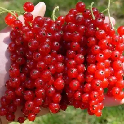 Смородина красная РЕД ПУЛ в Самохваловичи