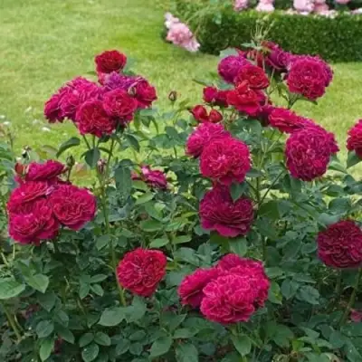 Роза МАНСТЕД ВУД английская в Самохваловичи