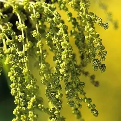 Дуб скальный в Самохваловичи