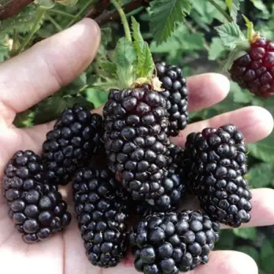 Ежевика ЛОХ НЕСС бесшипная  в Самохваловичи