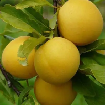 Слива СОЛНЫШКО в Самохваловичи