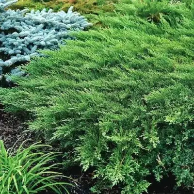 Можжевельник РОКЕРИ ДЖЕМ казацкий  в Самохваловичи