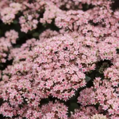 Очиток (седум) МАТРОНА в Самохваловичи