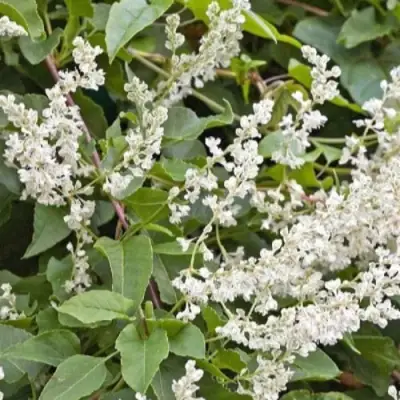 Фаллопия АУБЕРТА в Самохваловичи