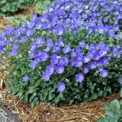 Колокольчик САНТА карпатский в Самохваловичи