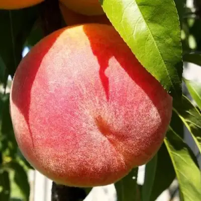 Персик ВАЙН ГОЛД Т3 в Самохваловичи