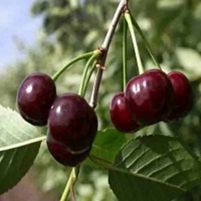 Вишня ВЛАДИМИРСКАЯ в Самохваловичи