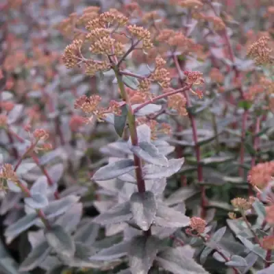 Очиток (седум) РЭЙН КСЕНОКС видный в Самохваловичи