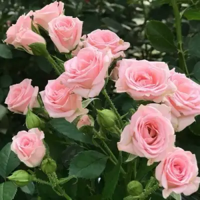 Роза КЛАССИК ЛИДИЯ спрей в Самохваловичи