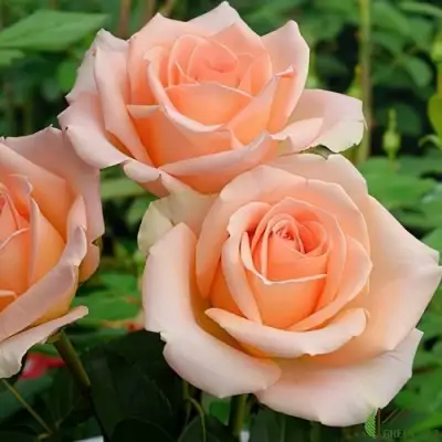 Роза ВЕРСИЛИЯ чайно-гибридная в Самохваловичи